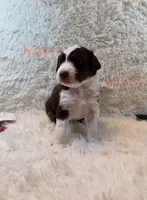 Star, a female Australian Shepherd for sale in Powhatan, VA – 2 of 5