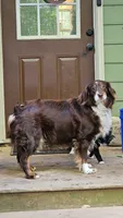 Star, a female Australian Shepherd for sale in Powhatan, VA – 5 of 5