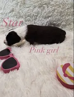 Star, a female Australian Shepherd for sale in Powhatan, VA – 3 of 5