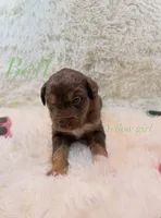 Bell, a female Australian Shepherd for sale in Powhatan, VA – 2 of 5