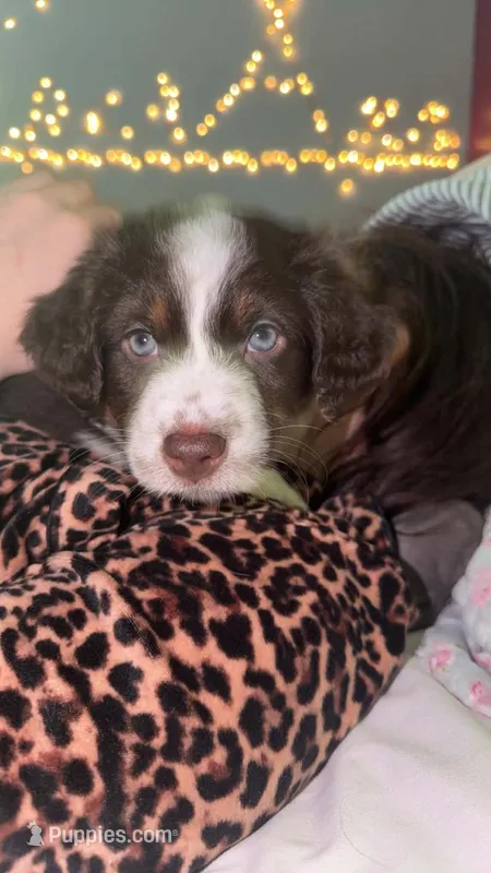 Star – Australian Shepherd puppy for sale in Powhatan, VA