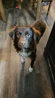 Bell, a female Australian Shepherd for sale in Powhatan, VA – 4 of 5