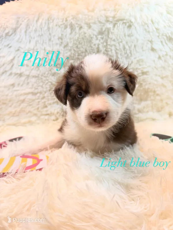 Philly – Australian Shepherd puppy for sale in Powhatan, VA