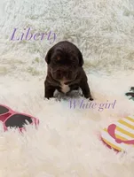 Liberty, a female Australian Shepherd for sale in Powhatan, VA – 3 of 5