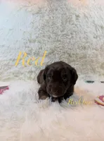 Red, a male Australian Shepherd for sale in Powhatan, VA – 3 of 5