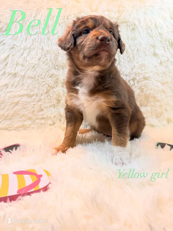 Bell – Australian Shepherd puppy for sale in Powhatan, VA