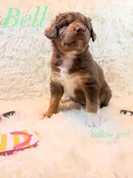 Bell, a female Australian Shepherd for sale in Powhatan, VA – 1 of 5