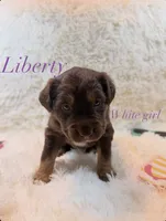 Liberty, a female Australian Shepherd for sale in Powhatan, VA – 2 of 5