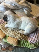 Shihtzu snoopy, a male Shih Tzu for sale in Summerville, SC – 2 of 4