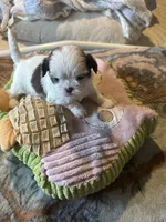 Shihtzu snoopy, a male Shih Tzu for sale in Summerville, SC – 3 of 4