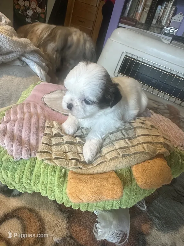 Shihtzu snoopy – Shih Tzu puppy for sale in Summerville, SC