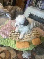 Shihtzu snoopy, a male Shih Tzu for sale in Summerville, SC – 1 of 4