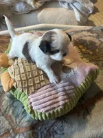 Shihtzu snoopy, a male Shih Tzu for sale in Summerville, SC – 4 of 4