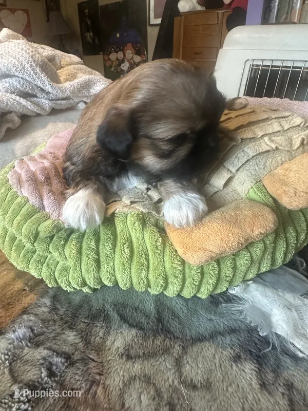 Shihtzu male – Shih Tzu puppy for sale in Summerville, SC