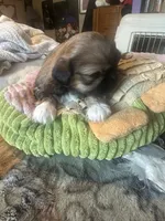 Shihtzu male, a male Shih Tzu for sale in Summerville, SC – 1 of 3
