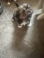 Shihtzu male, a male Shih Tzu for sale in Summerville, SC – 3 of 3