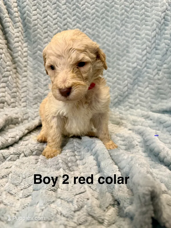 Red colar – Goldendoodle puppy for sale in Eddyville, KY