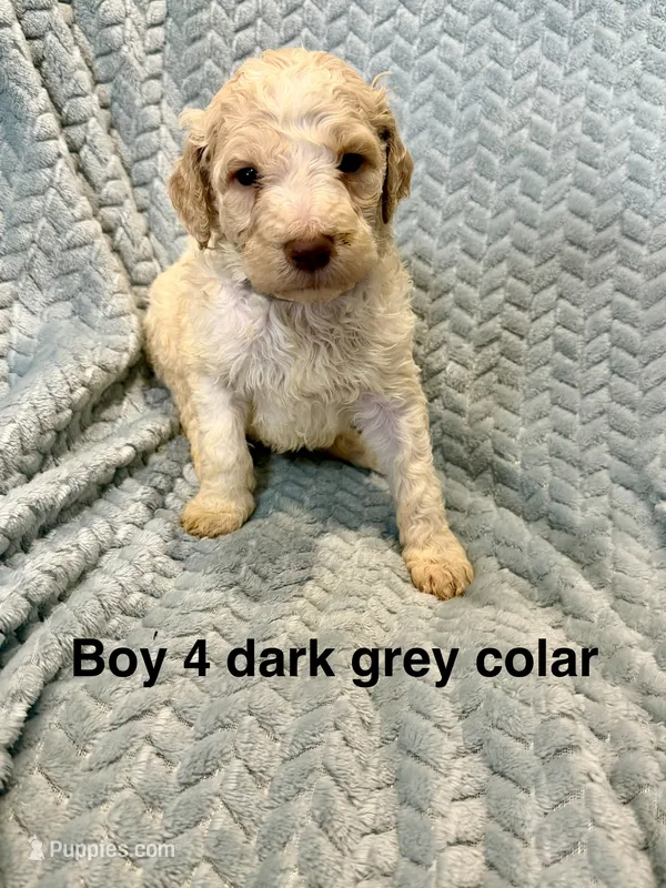 Dark gray colar – Goldendoodle puppy for sale in Eddyville, KY