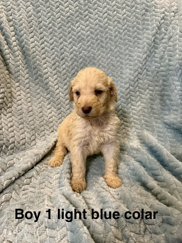 Light blue colar – Goldendoodle puppy for sale in Eddyville, KY