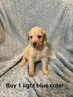 Light blue colar, a male Goldendoodle for sale in Eddyville, KY – 1 of 1