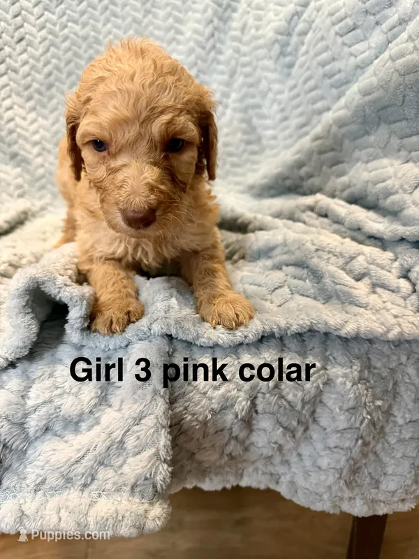Pink colar – Goldendoodle puppy for sale in Eddyville, KY