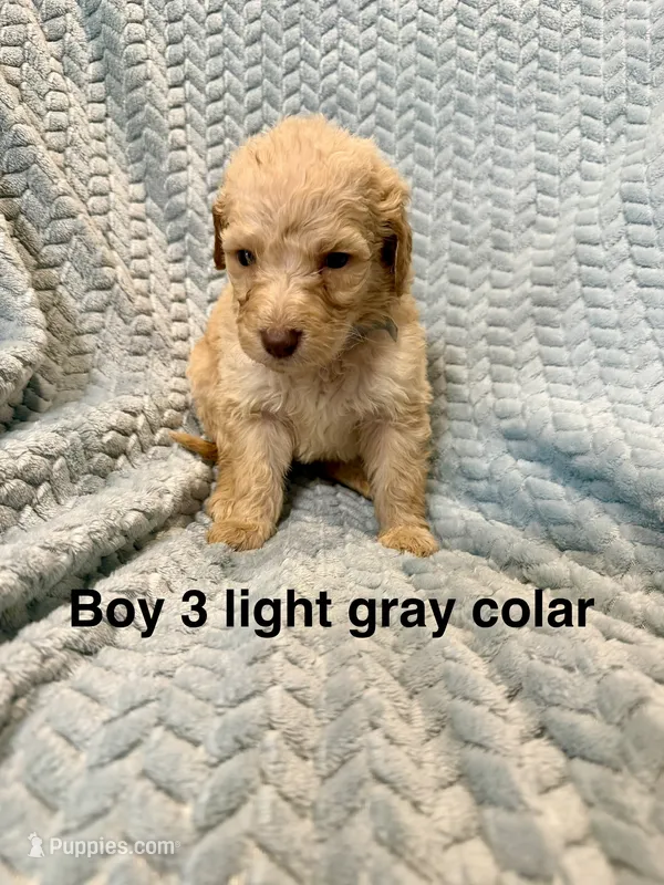 Light gray colar – Goldendoodle puppy for sale in Eddyville, KY