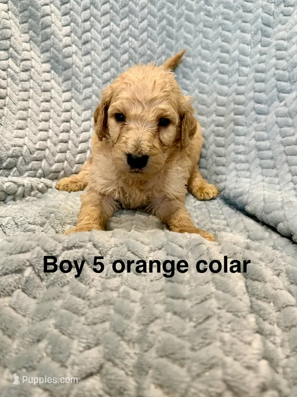 Orange Colar – Goldendoodle puppy for sale in Eddyville, KY
