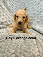 Orange Colar, a male Goldendoodle for sale in Eddyville, KY – 1 of 1