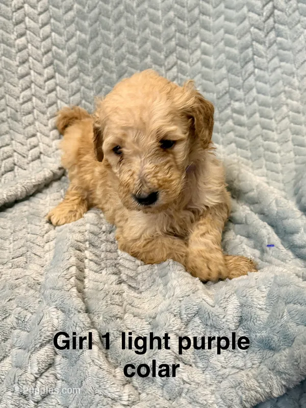 Light Purple colar – Goldendoodle puppy for sale in Eddyville, KY
