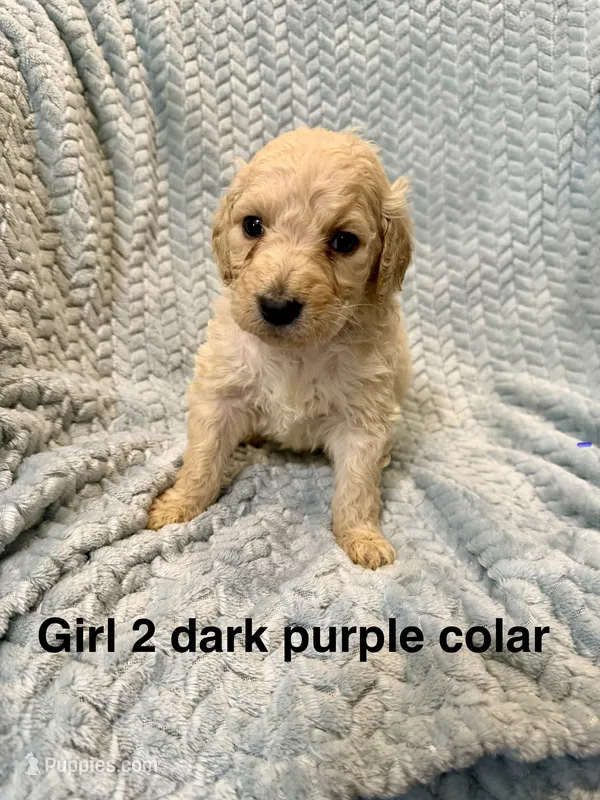 Dark purple colar – Goldendoodle puppy for sale in Eddyville, KY
