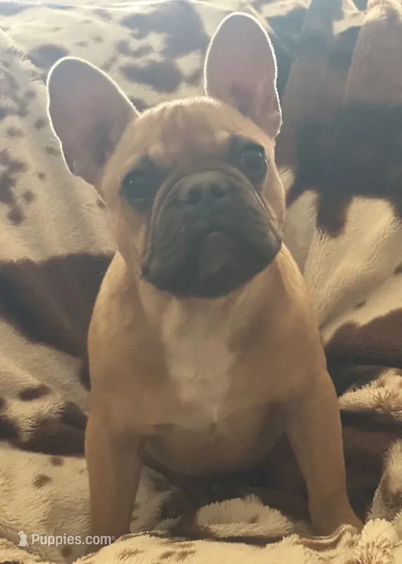 Ace – French Bulldog puppy for sale in Riverside, CA