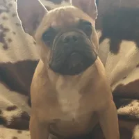 Ace, a male French Bulldog for sale in Riverside, CA – 1 of 4