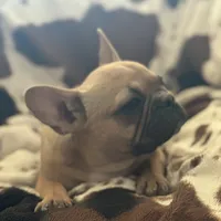 Ace, a male French Bulldog for sale in Riverside, CA – 2 of 4