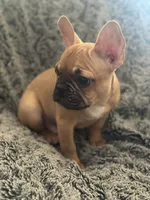 Ace, a male French Bulldog for sale in Riverside, CA – 4 of 4
