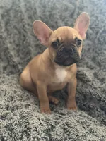 Ace, a male French Bulldog for sale in Riverside, CA – 3 of 4