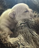 Casper, a male French Bulldog for sale in Riverside, CA – 3 of 3