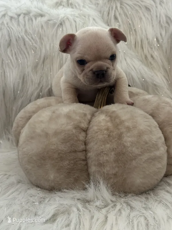 Casper – French Bulldog puppy for sale in Riverside, CA