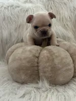 Casper, a male French Bulldog for sale in Riverside, CA – 1 of 3