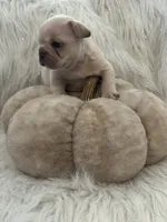 Casper, a male French Bulldog for sale in Riverside, CA – 2 of 3