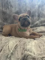 Dutton, a male French Bulldog for sale in Riverside, CA – 8 of 10