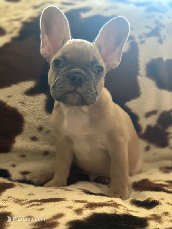 Dutton – French Bulldog puppy for sale in Riverside, CA