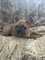 Dutton, a male French Bulldog for sale in Riverside, CA – 7 of 10