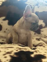 Dutton, a male French Bulldog for sale in Riverside, CA – 6 of 10