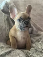 Dutton, a male French Bulldog for sale in Riverside, CA – 2 of 10