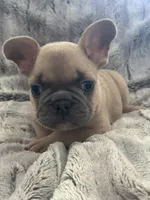 Dutton, a male French Bulldog for sale in Riverside, CA – 4 of 10