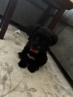 Ziggy, a male Yorkipoo for sale in Maryville, TN – 4 of 8