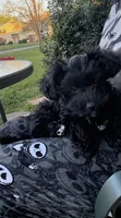 Ziggy, a male Yorkipoo for sale in Maryville, TN – 1 of 8
