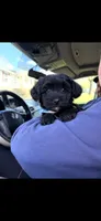 Ziggy, a male Yorkipoo for sale in Maryville, TN – 7 of 8