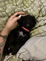 Ziggy, a male Yorkipoo for sale in Maryville, TN – 5 of 8