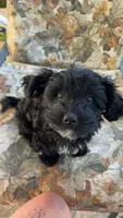 Ziggy, a male Yorkipoo for sale in Maryville, TN – 2 of 8